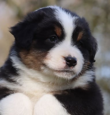 Les chiots de Berger Australien