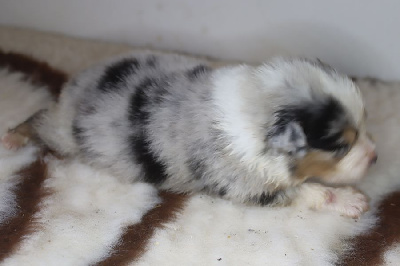 Les chiots de Berger Australien