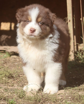 Les chiots de Berger Australien