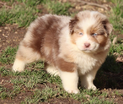 Les chiots de Berger Australien