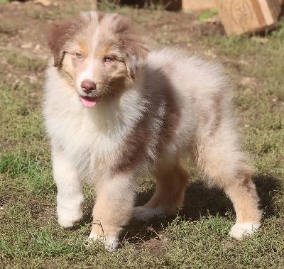 Les chiots de Berger Australien