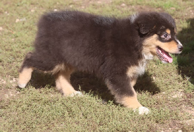 Les chiots de Berger Australien