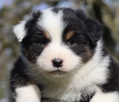 Les chiots de Berger Australien