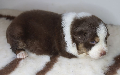 Les chiots de Berger Australien