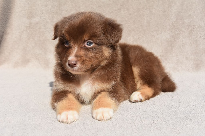 Les chiots de Berger Australien