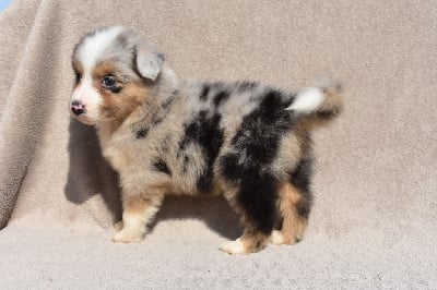 Les chiots de Berger Australien