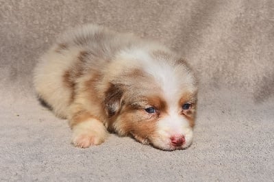 Les chiots de Berger Australien