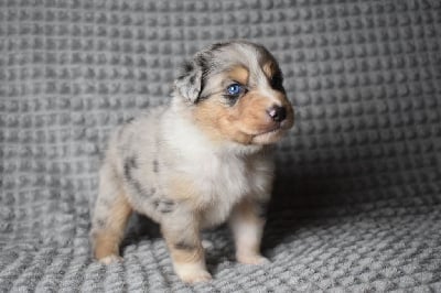 Collier Bleu ciel - Berger Australien