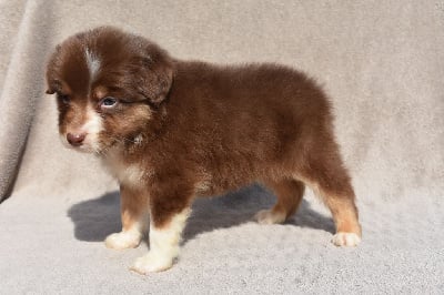 Les chiots de Berger Australien