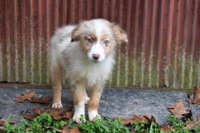 Les chiots de Berger Australien