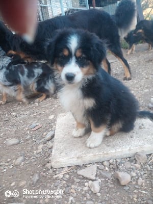 Les chiots de Berger Américain Miniature 