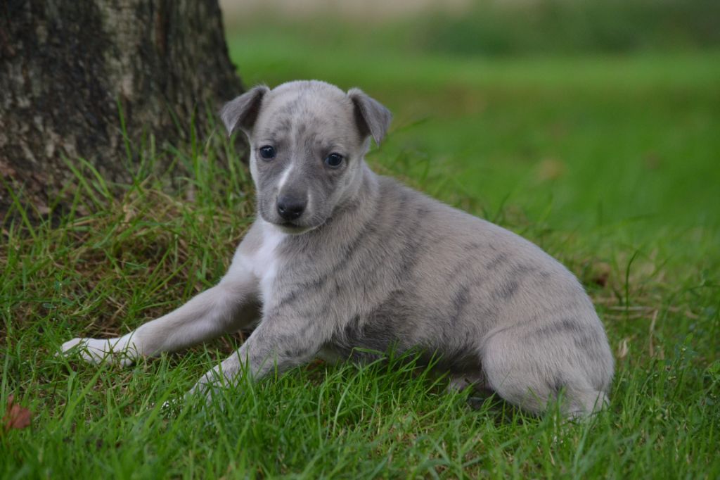 CHIOT 1 - Whippet