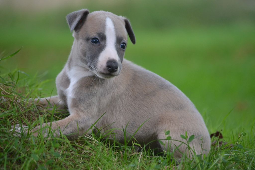 CHIOT 2 - Whippet