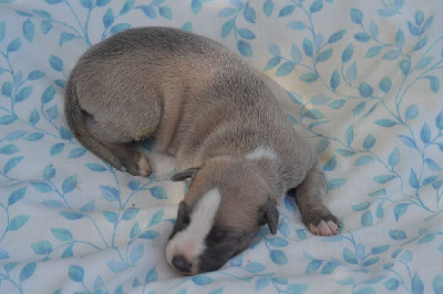 Les chiots de Whippet