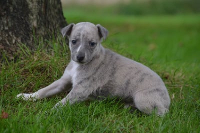 Les chiots de Whippet