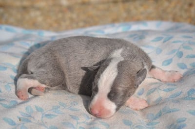 Les chiots de Whippet