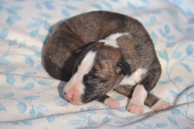 Les chiots de Whippet