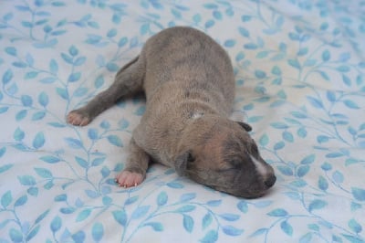 Les chiots de Whippet