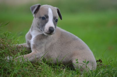 Les chiots de Whippet