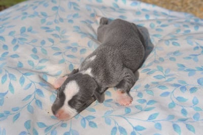 Les chiots de Whippet