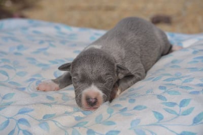 Les chiots de Whippet