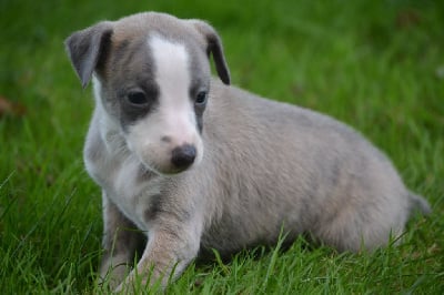 Les chiots de Whippet