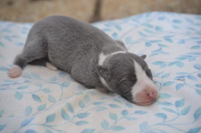 Les chiots de Whippet