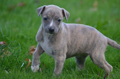 Les chiots de Whippet