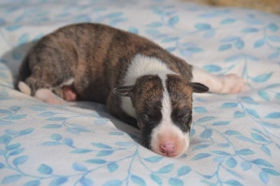 Les chiots de Whippet