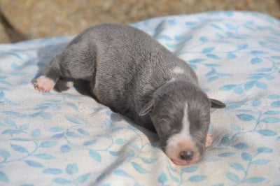 Les chiots de Whippet