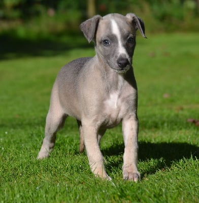 Les chiots de Whippet