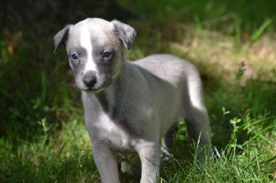 Les chiots de Whippet