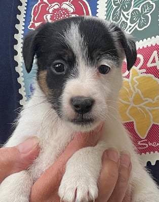 Les chiots de Fox Terrier Poil lisse