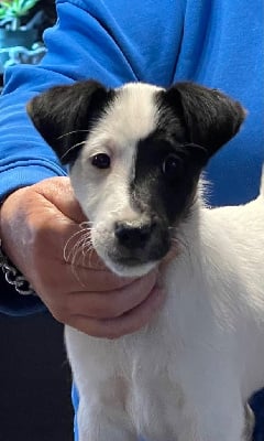 Les chiots de Fox Terrier Poil lisse