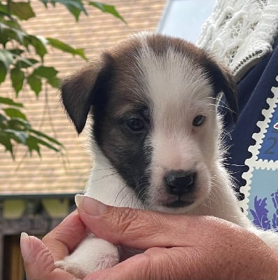 . VESPUCCI DU MANOIR SAINT ADRIEN - Fox Terrier Poil lisse