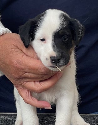 VELOUR DU MANOIR SAINT ADRIEN - Fox Terrier Poil lisse