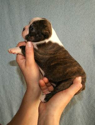 Les chiots de Boston Terrier