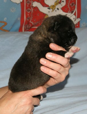 Les chiots de Akita americain