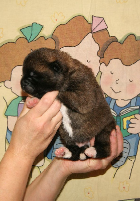 Les chiots de Akita americain