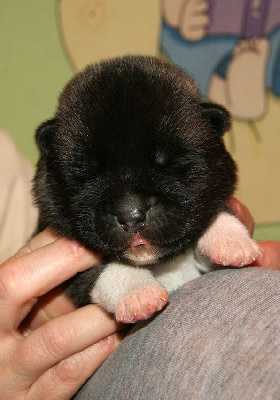 Les chiots de Akita americain