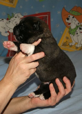 Les chiots de Akita americain