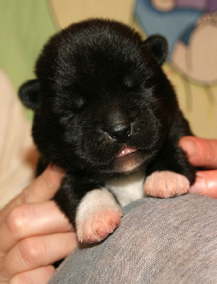 Les chiots de Akita americain