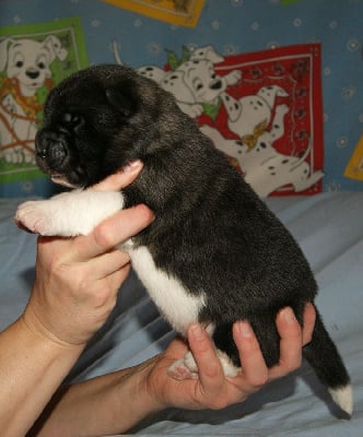 Les chiots de Akita americain