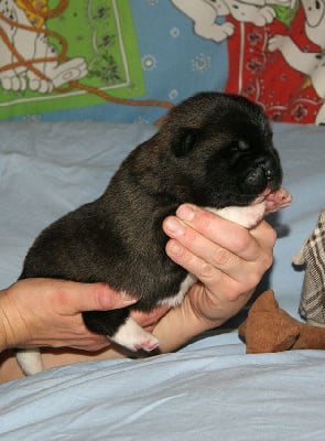 Les chiots de Akita americain