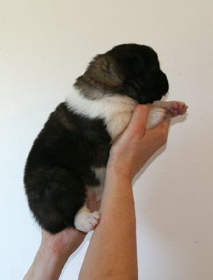 Les chiots de Akita americain