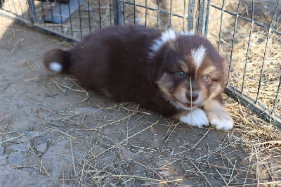 Les chiots de Berger Américain Miniature 