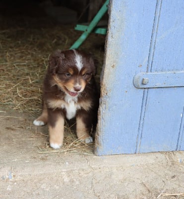 Les chiots de Berger Américain Miniature 