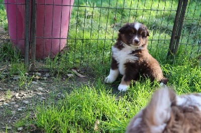 Les chiots de Berger Américain Miniature 