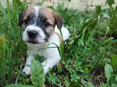 Les chiots de Jack Russell Terrier