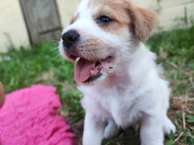 Les chiots de Jack Russell Terrier